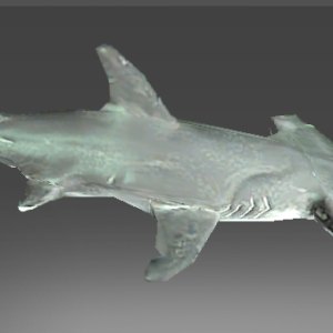 Genuine Recluse Reef Denizen